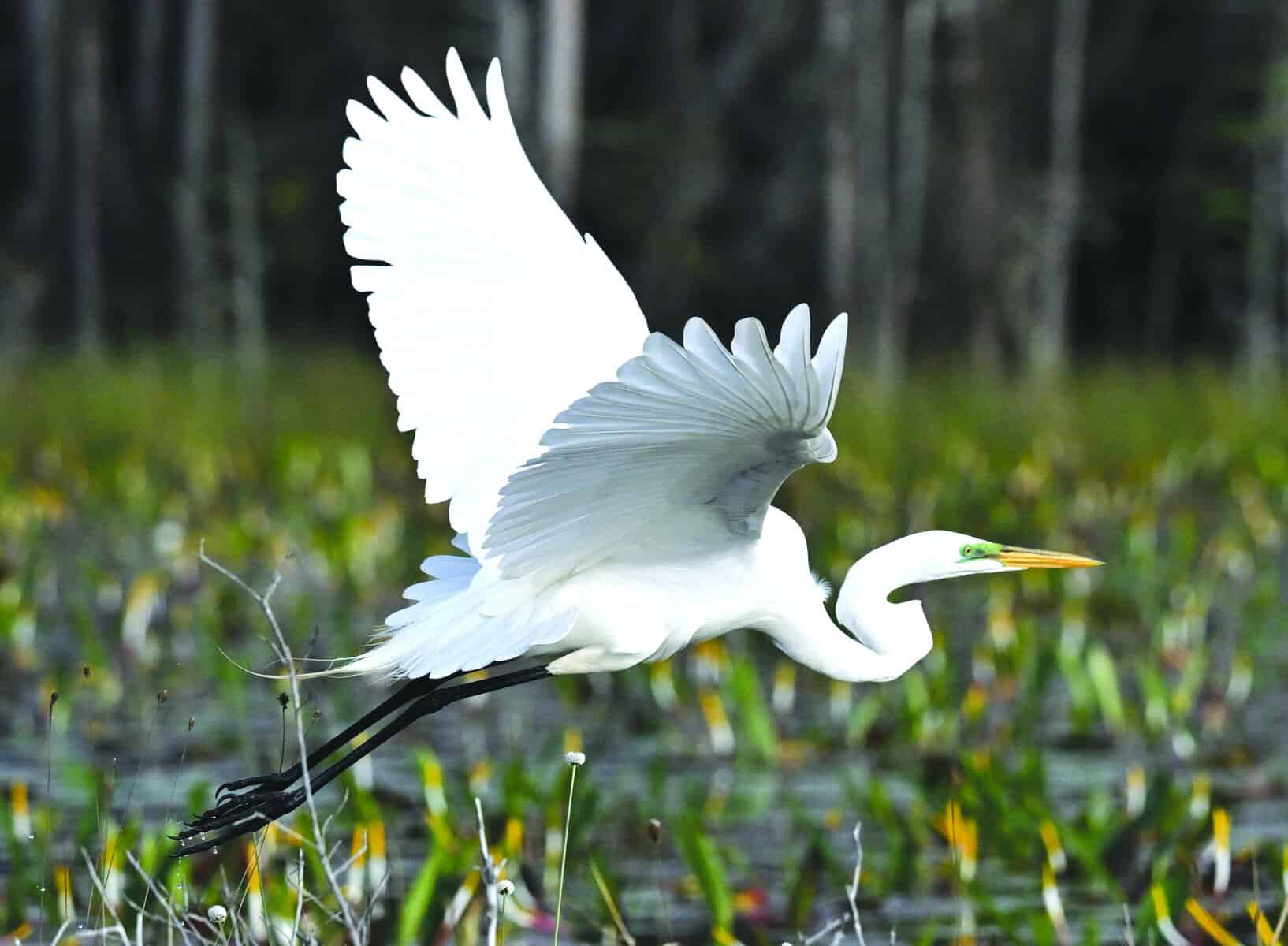 A great egret lifts off from the water in the Okefenokee Swamp